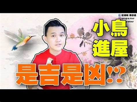 家有鳥巢 風水|【家有鳥巢 風水】家有鳥巢 風水原來大吉大利！